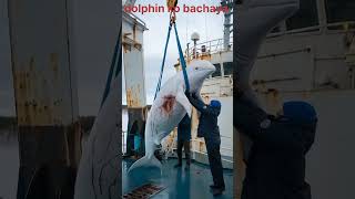 Dolphin ko bachaya dolphin funny waterlife fishing viralvideo viralshorts wildlife [upl. by Natanhoj]