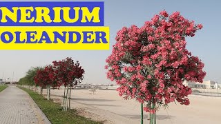 Nerium Oleander in Qatar [upl. by Gerger191]