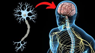 El SISTEMA NERVIOSO CENTRAL explicado partes y funcionamiento🧠 [upl. by Son]