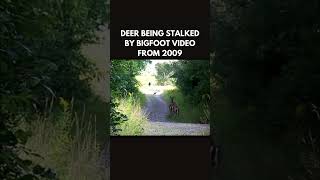 Footage of Bigfoot hunting Deer Circa 2009 bigfoot sasquatch publishtoall bigfootsighting [upl. by Drescher]