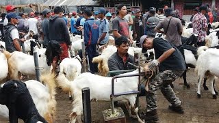 Wisata Pasar Kambing Kaligesing Purworejo [upl. by Egan]