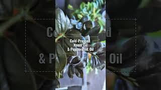 Tips For Cleaning Plant Leaves And Deterring Pest [upl. by Anaitsirc208]