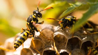 Hornet Nest Vs Wasp Nest  The Difference [upl. by Kutzenco]