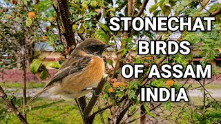 STONECHATSMALL BIRDS OF ASSAMINDIA [upl. by Airalednac]