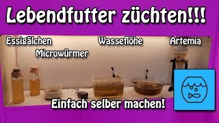 Aquarium Lebendfutter total einfach selber züchten Essigälchen Mikrowürmer Wasserflöhe Artemia [upl. by Sheffield]