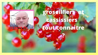 Groseilliers cassissiers comment avoir beaucoup de fruits [upl. by Llerahs297]