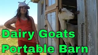 A look at the dairy goats and there portable barn Buddy gets hit on the fence [upl. by Eelyrehc170]