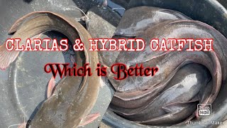 CLARIAS amp HYBRID CATFISH which is Better [upl. by Arret]