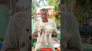 Pet Market Kolkata Lowest price puppy dogGallif Street dogsshrirampur dog market [upl. by Constant]