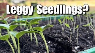 EASY Solutions To Help Leggy Seedlings Grow Big And Strong [upl. by Sher823]