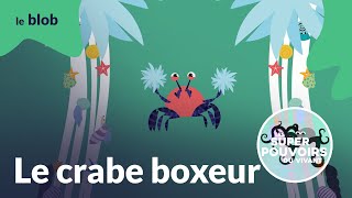 Le crabe boxeur  crochet uppercut et petits boutons  Les superpouvoirs du vivant [upl. by Rech]