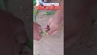 Fall armyworm 🐛🐛in corn 🌽 crop मक्का में फॉलआर्मीवॉरम corn maize makka agriculture farming [upl. by Eirret]