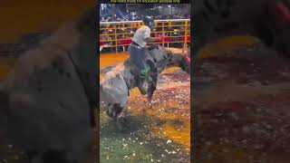 bull sitting competition shortsvideo [upl. by Arreis]