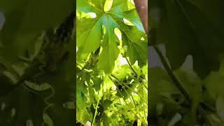 New technique for growing bitter gourd karele  bitter gourd plant [upl. by Hathcock]