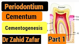 Part1 CementumCementogenesis formation of Cementumcementumcementogenesistencate [upl. by Adnah]