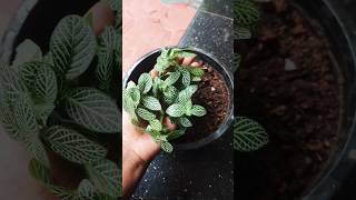 Easy Propagation of Plantsgardening plants youtube [upl. by Tillie947]