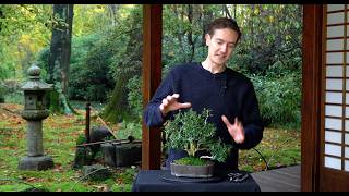 Making a Buxus Bonsai  Part II [upl. by Florin]