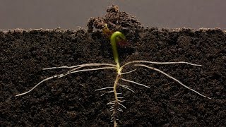 Bean TimeLapse  25 days  Soil cross section [upl. by Garret438]