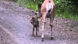 Doe and Newborn Baby FawnMTS [upl. by Mailliw]