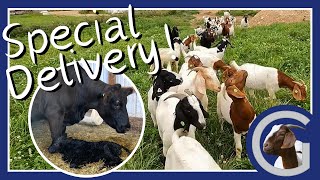 Calf Delivery amp Our Virtual Fence Collars Arrived  Vlog 25  Meat Goat Farming [upl. by Anibor]