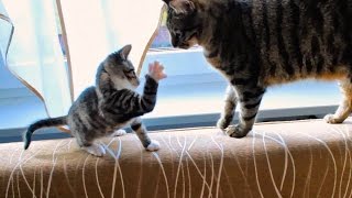 Annoying Kitten vs Tail  Compilation [upl. by Odragde]