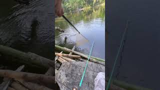 fishing shortsvideo fishingvideo fisherboy bigfish [upl. by Yesrod]