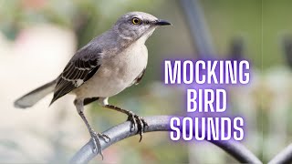 PURE TALENT  Mockingbird Singing Songs at Night  Bird Sounds Relaxation [upl. by Sedgewinn]