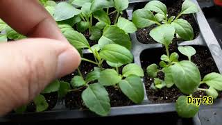 Growing Salvia from seed to sprout stepbystep  Victoria Blue Salvia [upl. by Jandel]