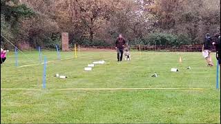 Rally Obedience Turnier beim SG OV Baiersdorf [upl. by Conni]