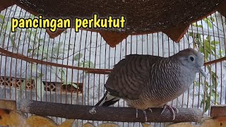 Suara panggilan perkutut lokal [upl. by Ecyle]