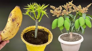 SUMMARY 4 TIPS for propagating mango trees stimulating extremely fast growth [upl. by Arne]