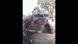 Baby Tawny Frogmouth [upl. by Deppy]