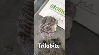 Trilobite Fossil geology Trilobite pleantology micropleantology fossil fossils [upl. by Sokram498]