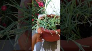 Growing carnations from seeds Part 2 [upl. by Troyes]