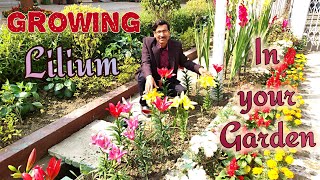 Grow Liliums in the Easiest Way [upl. by Anomis]