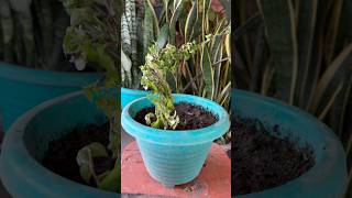 How to Grow Turtle Vine The Plant That Looks Like Turtles [upl. by Lamrej]