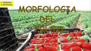 MORFOLOGIA DEL FRUTO I [upl. by Angelika]