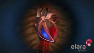 Heart Blood Flowflv [upl. by Sabec715]