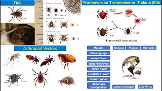 Vector Borne Diseases [upl. by Eivets]