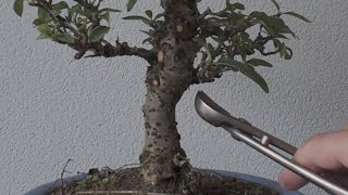 Pyracantha working on roots and repotting The Bonsai Area [upl. by Nelyk]