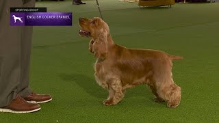 Spaniels English Cocker Breed Judging 2023 [upl. by Suoicul]