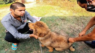 First Rabies Shot for Our Tibetan Mastiff Puppy [upl. by Pros533]