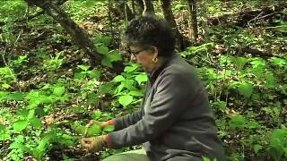 Southern Appalachian Herbs with Patricia Kyritsi Howell [upl. by Zashin]