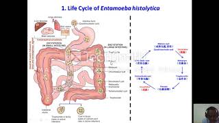 Life cycle of Entamoeba Histolytica [upl. by Assira]