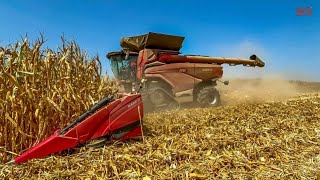 CASE IH AF10 Combine Harvesting Corn [upl. by Humble]