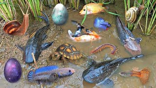 Colorful surprise eggs lobster snake cichlid betta fish turtle butterfly fish goby fish [upl. by Anialam233]