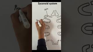 Syconoid canal system in porifera [upl. by Nivle]