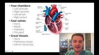 Had an echocardiogram Heres how to understand your results [upl. by Beverie]