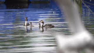 Great Crested Grebe chicks and oversized fish [upl. by Carboni]