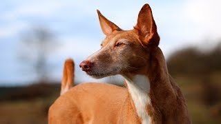 PODENCO ANDALUZ [upl. by Woothen]